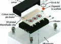 IIT-M & MIT Scientists Grow Human Brain Tissues from a 3D Printed Bioreactor