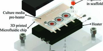 IIT-M & MIT Scientists Grow Human Brain Tissues from a 3D Printed Bioreactor
