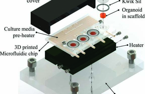 IIT-M & MIT Scientists Grow Human Brain Tissues from a 3D Printed Bioreactor