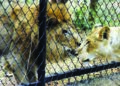 Lions in Hyderabad zoo test COVID-19 positive; samples examined by CCMB