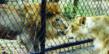 Lions in Hyderabad zoo test COVID-19 positive; samples examined by CCMB