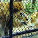 Lions in Hyderabad zoo test COVID-19 positive; samples examined by CCMB