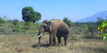 Injured wild elephant ‘Rivaldo’ walks freely into kraal