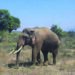 Injured wild elephant ‘Rivaldo’ walks freely into kraal