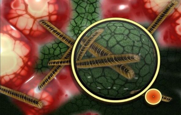 After COVID-19 recovery, Ahmedabad teenager detected with black fungus; undergoes surgery 