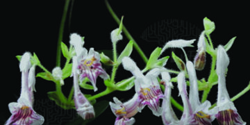  IISER Bhopal scientists discover new species of African Violet plant from Mizoram