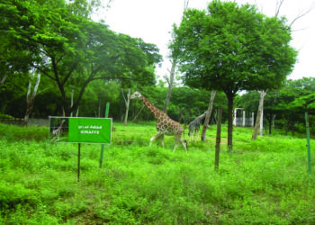 Vandalur zoo welcomes Swamp deer fawns, Lion-tailed macaque