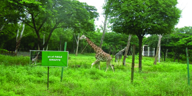 Vandalur zoo welcomes Swamp deer fawns, Lion-tailed macaque