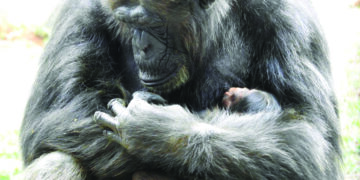 Vandalur Arignar Anna Zoological Park welcomes baby Chimpanzee