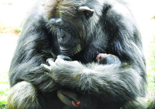 Vandalur Arignar Anna Zoological Park welcomes baby Chimpanzee