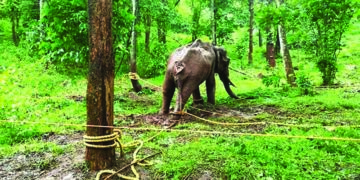 Elusive, injured tusker captured with help of tamed elephants