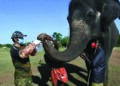56 elephants in two camps in TN undergo tests for COVID-19