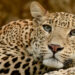 Human-animal conflict: Septuagenarian mauled to death by leopard in Bhavnagar