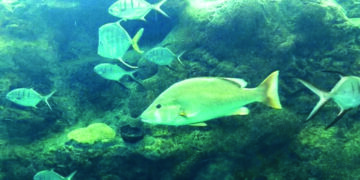 IR’s first movable freshwater tunnel aquarium opened at Bengaluru Rly Station