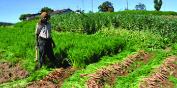 LEAF to leverage satellite tech for mapping harvest estimation, improve productivity