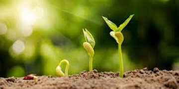 IISER Bhopal scientists discover key gene that regulates seed to seedling transition