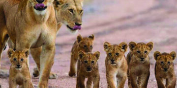 Gujarat: two lion cubs rescued from open well in Gir-Somnath