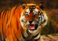 International Tiger Day: Take A Walk On The Wild Side With Taj Safaris’ ‘Nature Talks’ Webinar Series