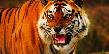 International Tiger Day: Take A Walk On The Wild Side With Taj Safaris’ ‘Nature Talks’ Webinar Series