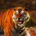 International Tiger Day: Take A Walk On The Wild Side With Taj Safaris’ ‘Nature Talks’ Webinar Series