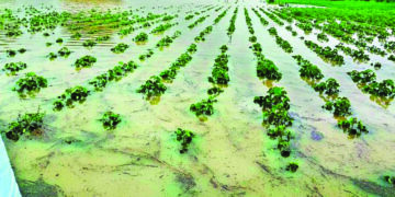 Remove cap on central share of premium subsidy under Fasal Bima Yojana, TN CM Stalin urges PM Modi