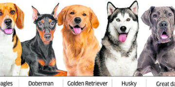 To run pet shops, dog breeding centres, registration is now mandatory in Gujarat