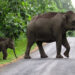 Study on to restore elephant corridors to forests and animals: TN govt to HC