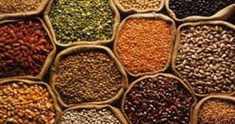 Govt imposes stock limits on pulses till Oct to check price rise