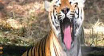 International Tiger Day: India committed to ensuring safe habitats for tigers, says PM Modi