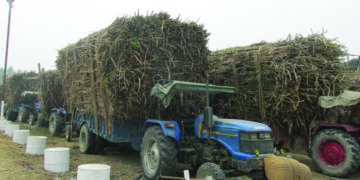 SC seeks replies of Centre, TN, 10 other states on PIL for payment of dues to sugarcane-producing farmers