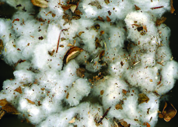 TN Assembly: CM Stalin announces cancellation of market levy on cotton, cotton waste