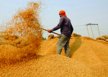 In a first, Food Ministry issues uniform specifications for foodgrains procurement