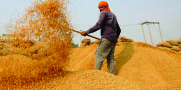 In a first, Food Ministry issues uniform specifications for foodgrains procurement