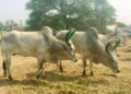 Cattle farmers feel breeding of genetically pure animals is their right