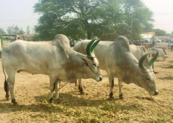 Cattle farmers feel breeding of genetically pure animals is their right