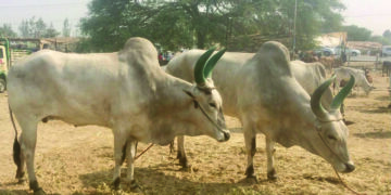 Cattle farmers feel breeding of genetically pure animals is their right