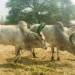 Cattle farmers feel breeding of genetically pure animals is their right