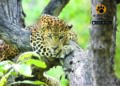Three arrested for tying up, injuring leopard in Dahod dist of Gujarat