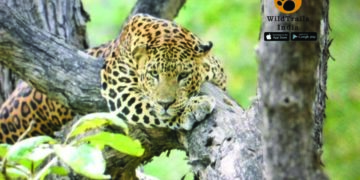 Three arrested for tying up, injuring leopard in Dahod dist of Gujarat