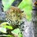 Three arrested for tying up, injuring leopard in Dahod dist of Gujarat