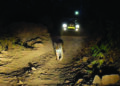 Udhagai forest officials nab 2 for taking tourists on night safari illegally