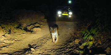 Udhagai forest officials nab 2 for taking tourists on night safari illegally