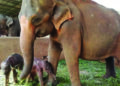 After 70 years, twin elephants born in Sri Lanka in rare occurrence