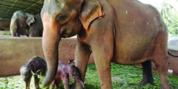 After 70 years, twin elephants born in Sri Lanka in rare occurrence