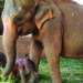 After 70 years, twin elephants born in Sri Lanka in rare occurrence