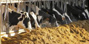 IFFCO Kisan Sanchar inks pact with Amreli District Coop Milk Producers Union to buy cattle feed