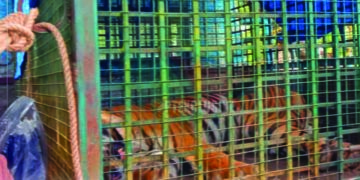 Elusive man-eater tiger trapped alive after tranquilizing in Nilgiris
