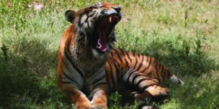 Tiger kills elderly man in Mudumalai, its fourth victim in recent days