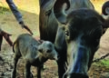 1st IVF calf of Banni buffalo breed born in Gir-Somnath