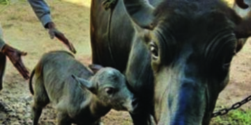 1st IVF calf of Banni buffalo breed born in Gir-Somnath